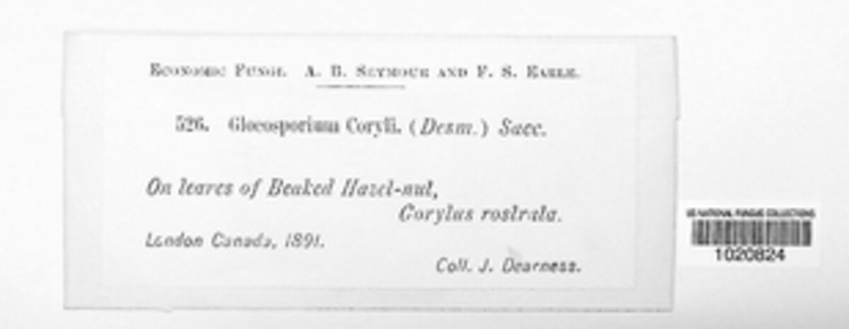 Piggotia coryli image